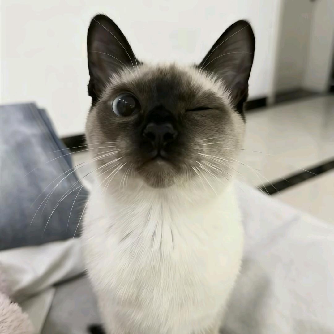 H.🌱头像