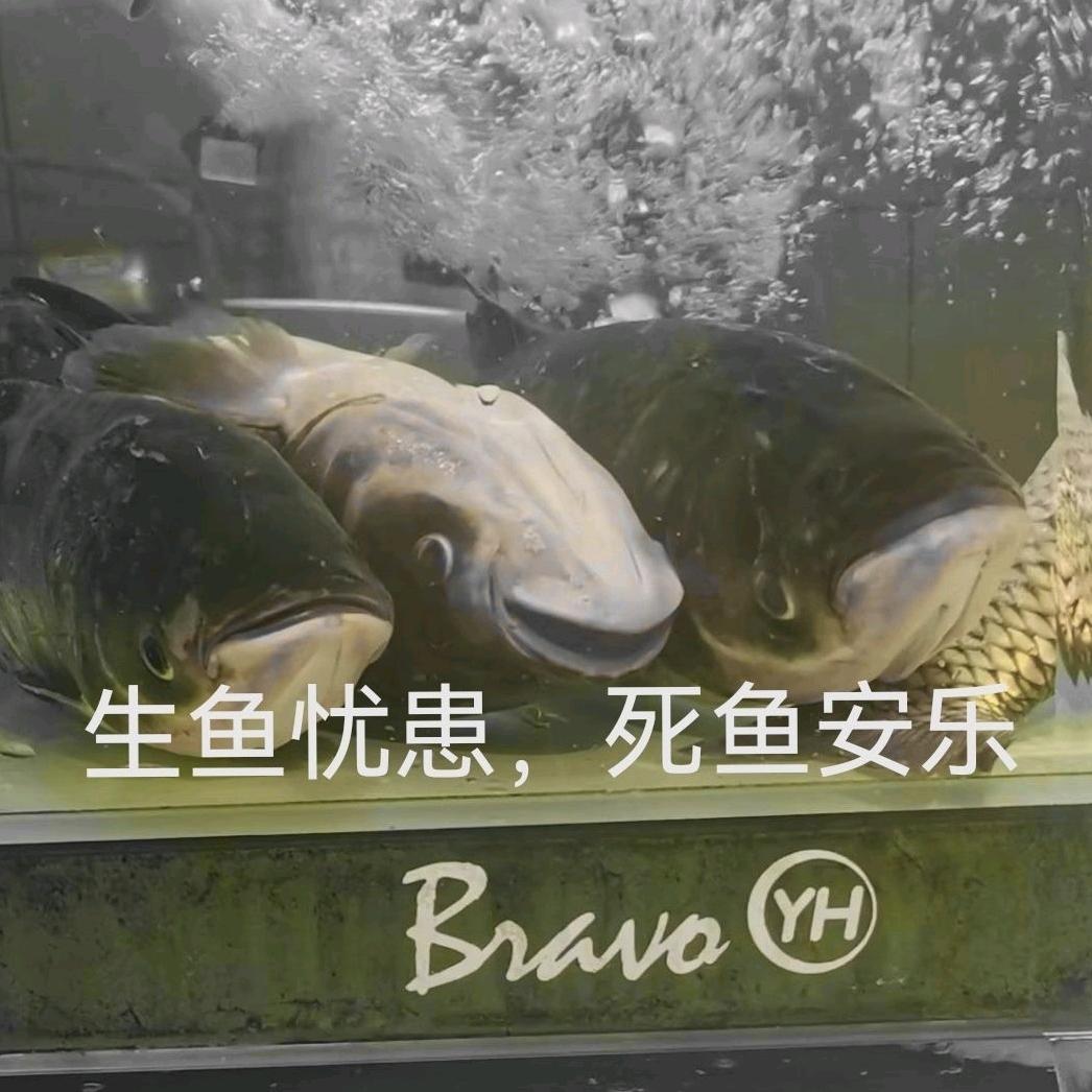 海公牛
