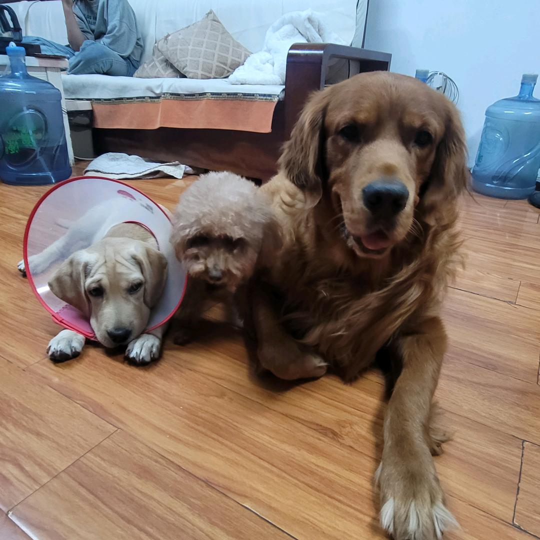 毛孩的快乐日记