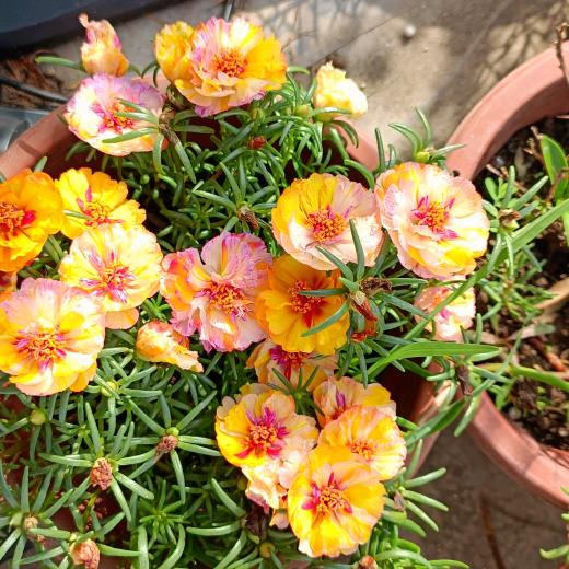 小花花