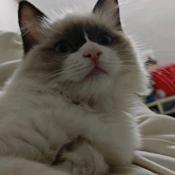 富贵是一只猫猫