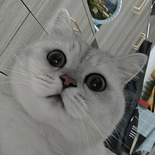 阿卓