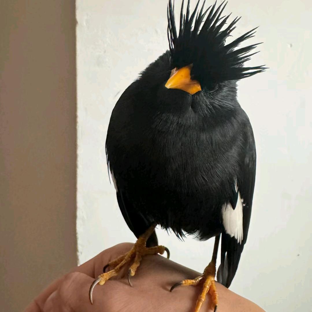 会说话的黑八哥2号