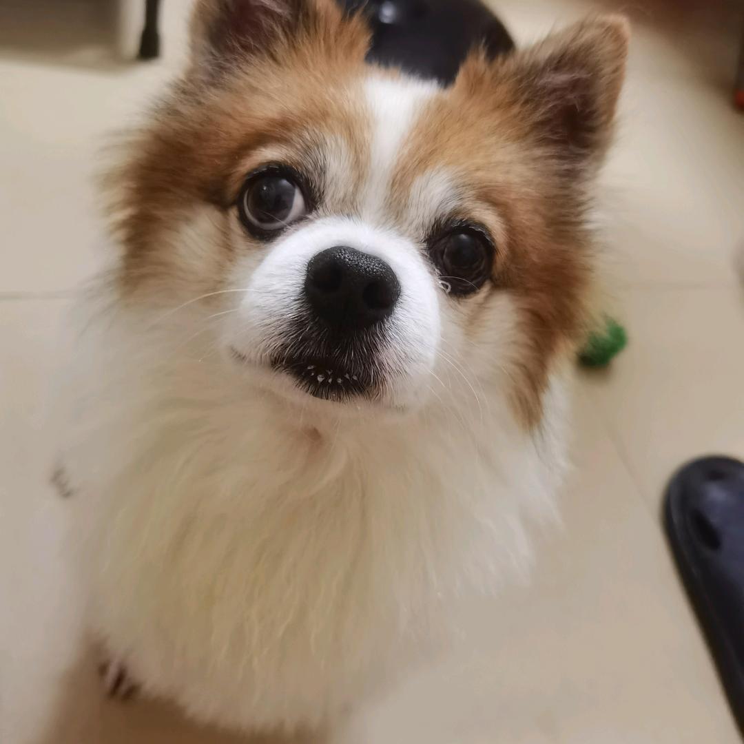 莉