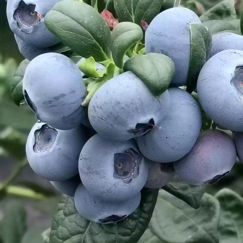 日照市莒县友成果蔬中心