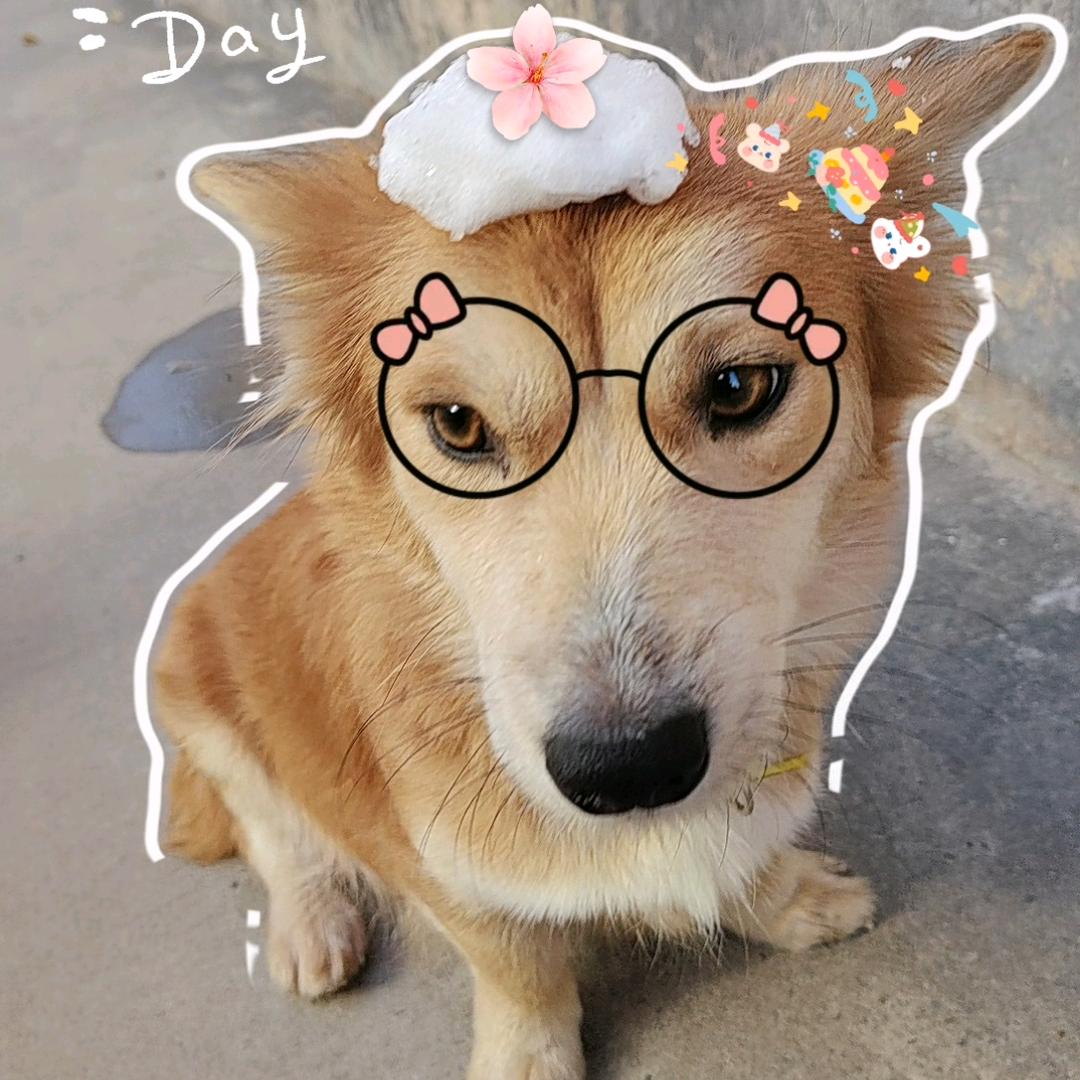 毛毛是只汪
