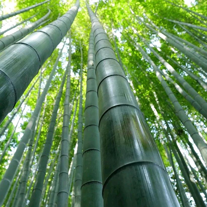 竹子（砥砺前行）