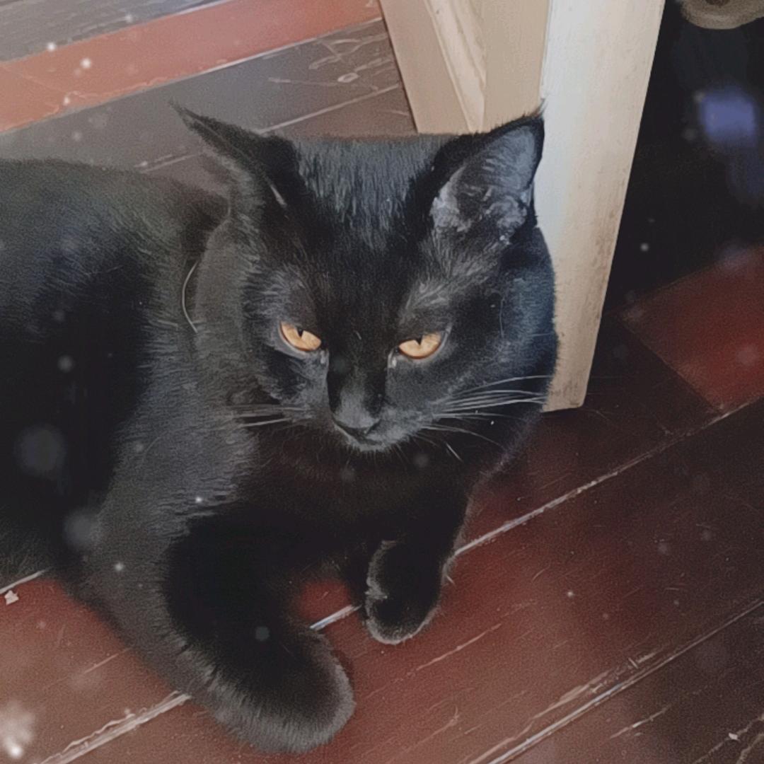 大黑猫🫘特喵了个咪的喵🕷️
