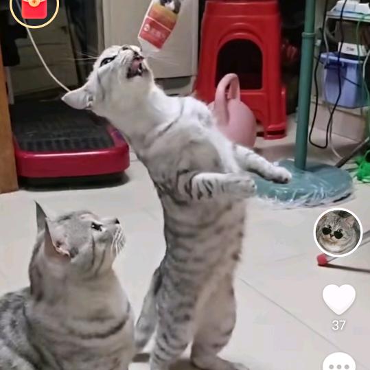 阿牛牛牛