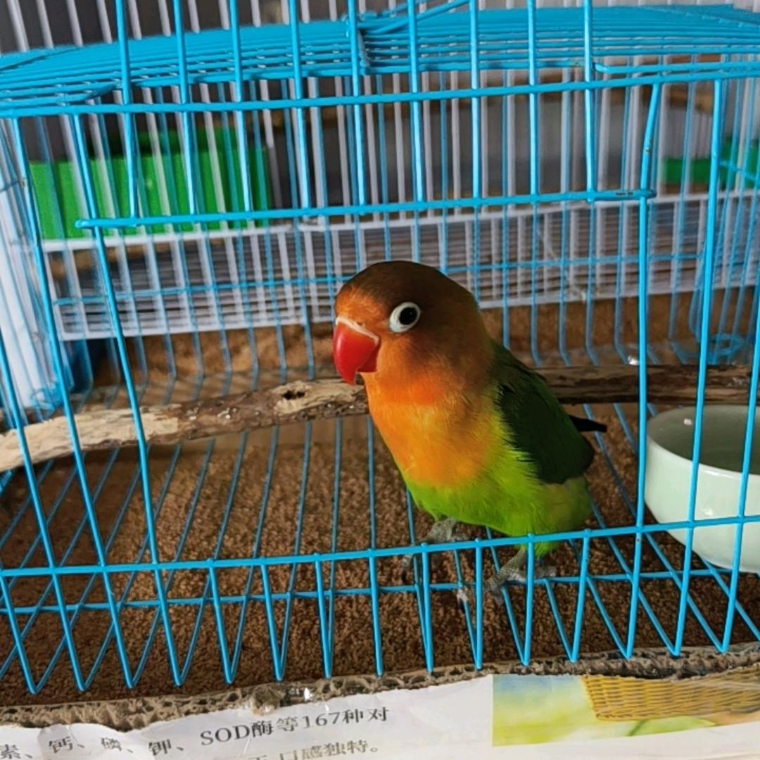 鹦雄本色