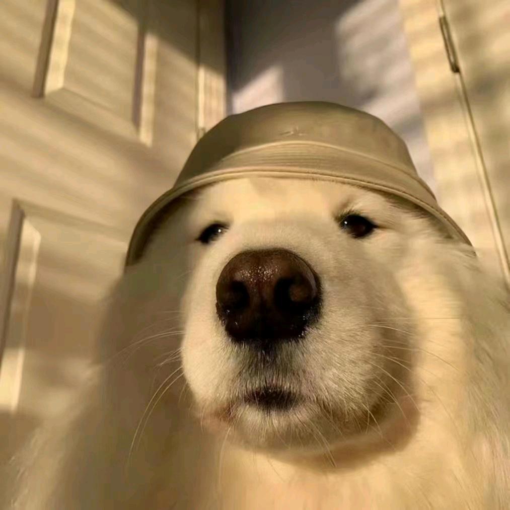 正能量神评《橱窗有“军火”》