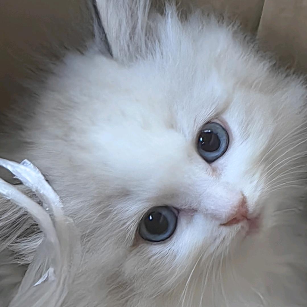 酷猫团豆腐猫砂厂