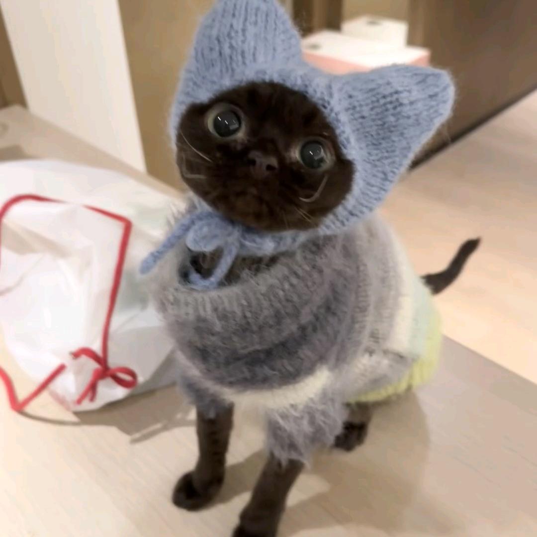 喵电感应