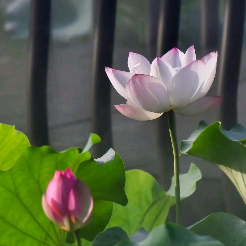 吉星高照