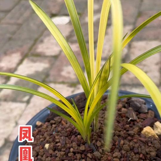 洪山家电(兰花爱好)