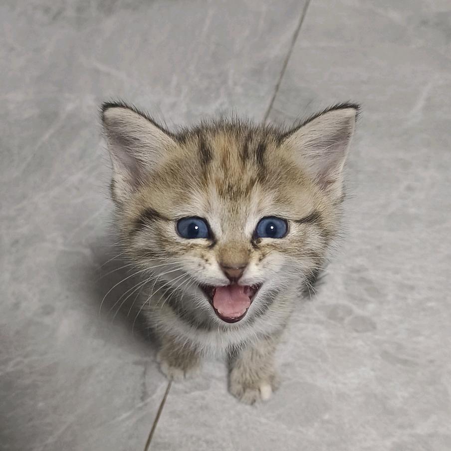 小虎的一日百餐