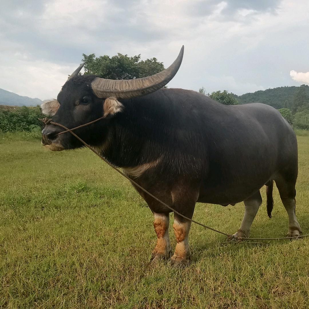 🐂123战团🐂🐂(⁎⁍̴̛ᴗ⁍