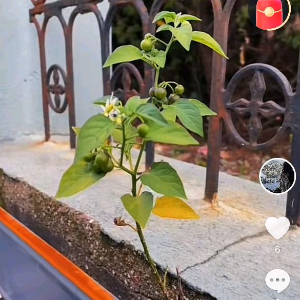 花间一鹤