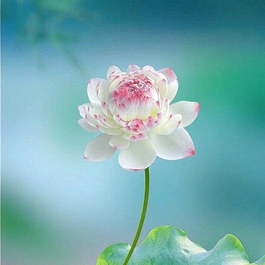 空……灵……禅……静