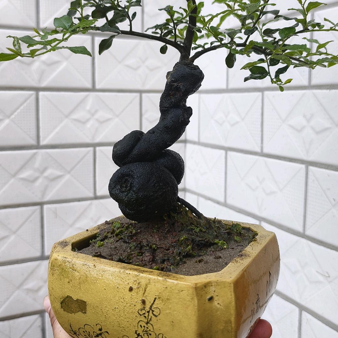 禅艺苑（金弹子盆景）