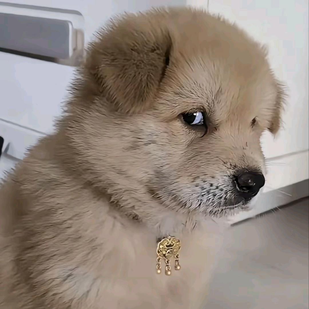 光合作用氧气泡