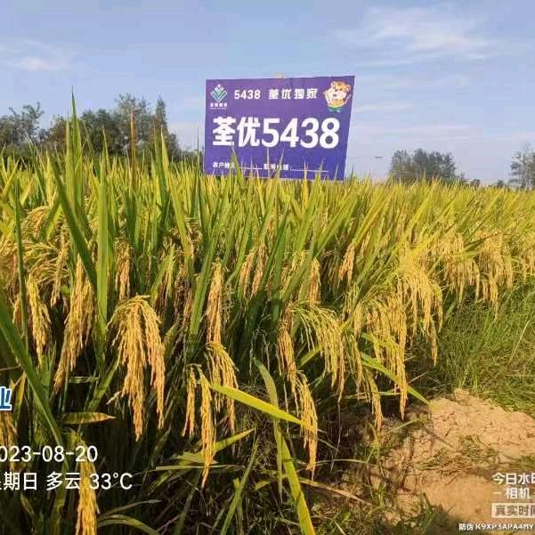 抖音 兰陵王