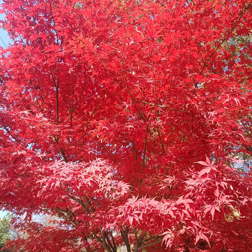 曹仲义