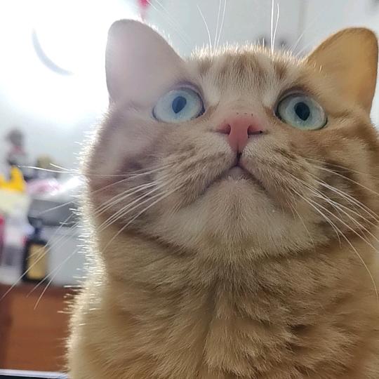 喵喵🐱