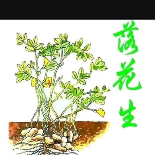 珞、花生