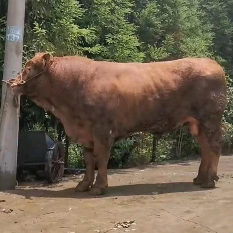 服务三农种牛改良
