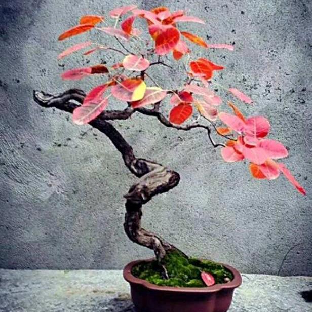 炽木园(蕙兰)