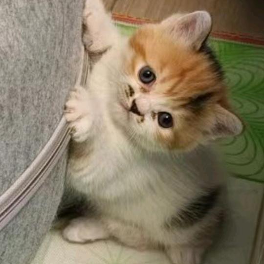 😻招财猫😻