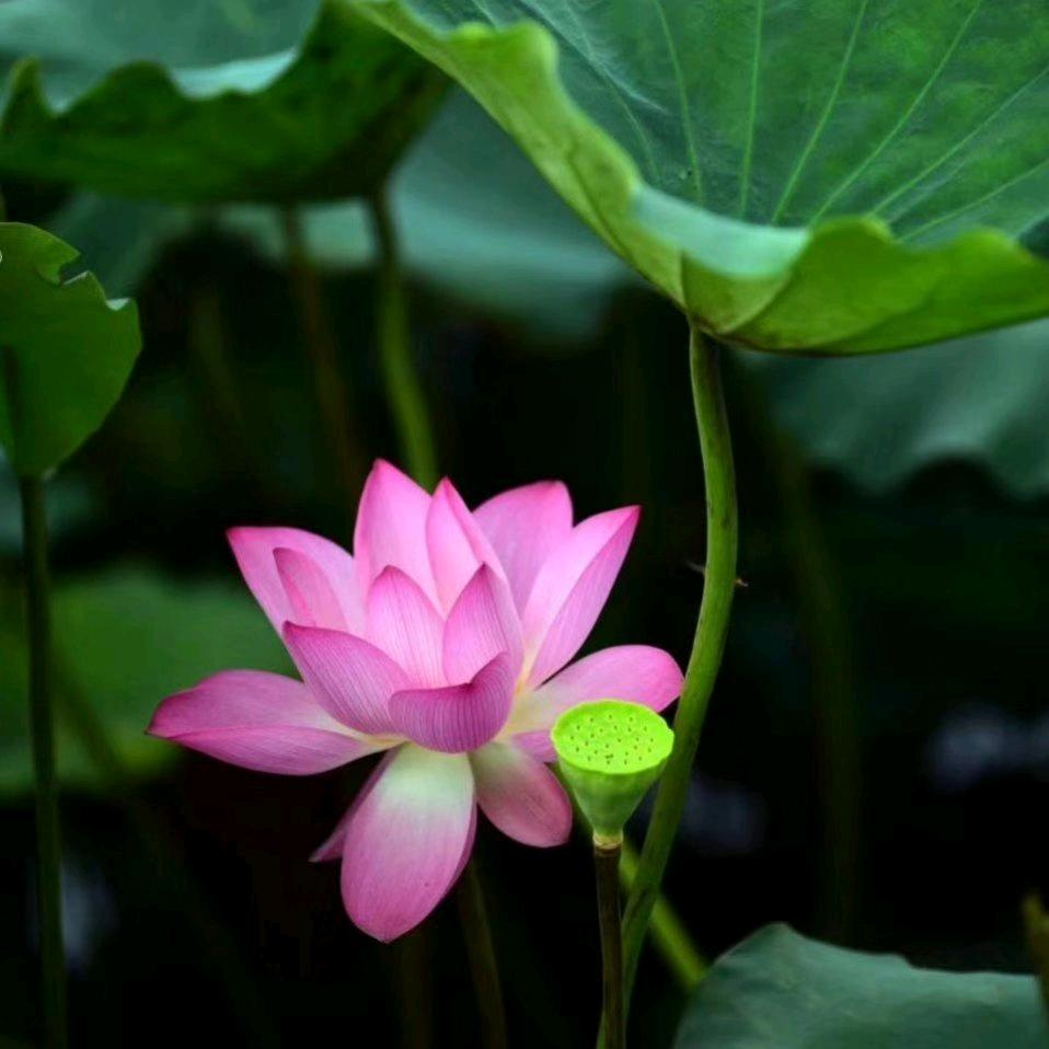 小河鲜