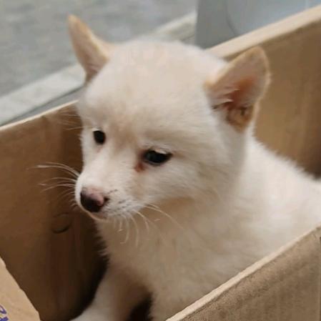 它不叫白柴叫小乖