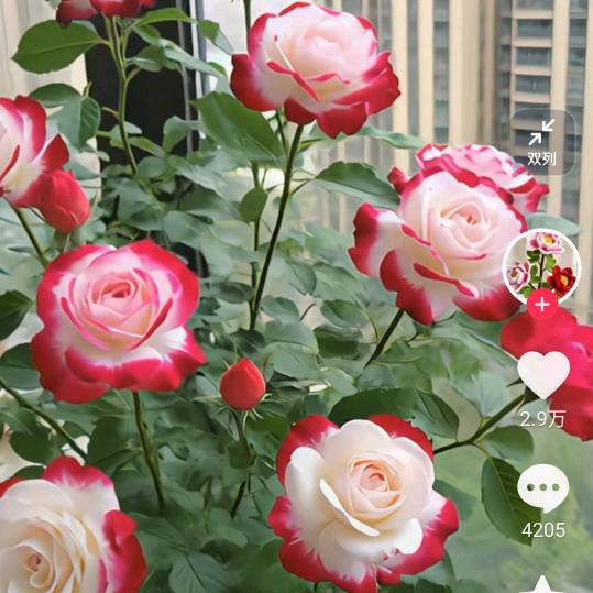 人生没有狐臭了,就没有自卑了