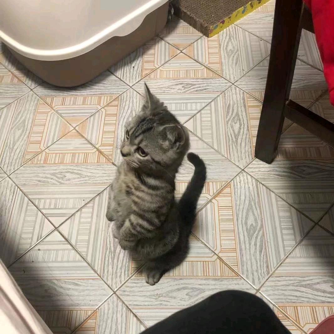 虎哥小弟