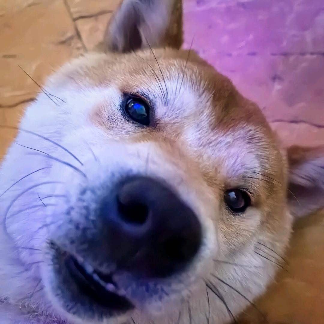 可爱的big胖