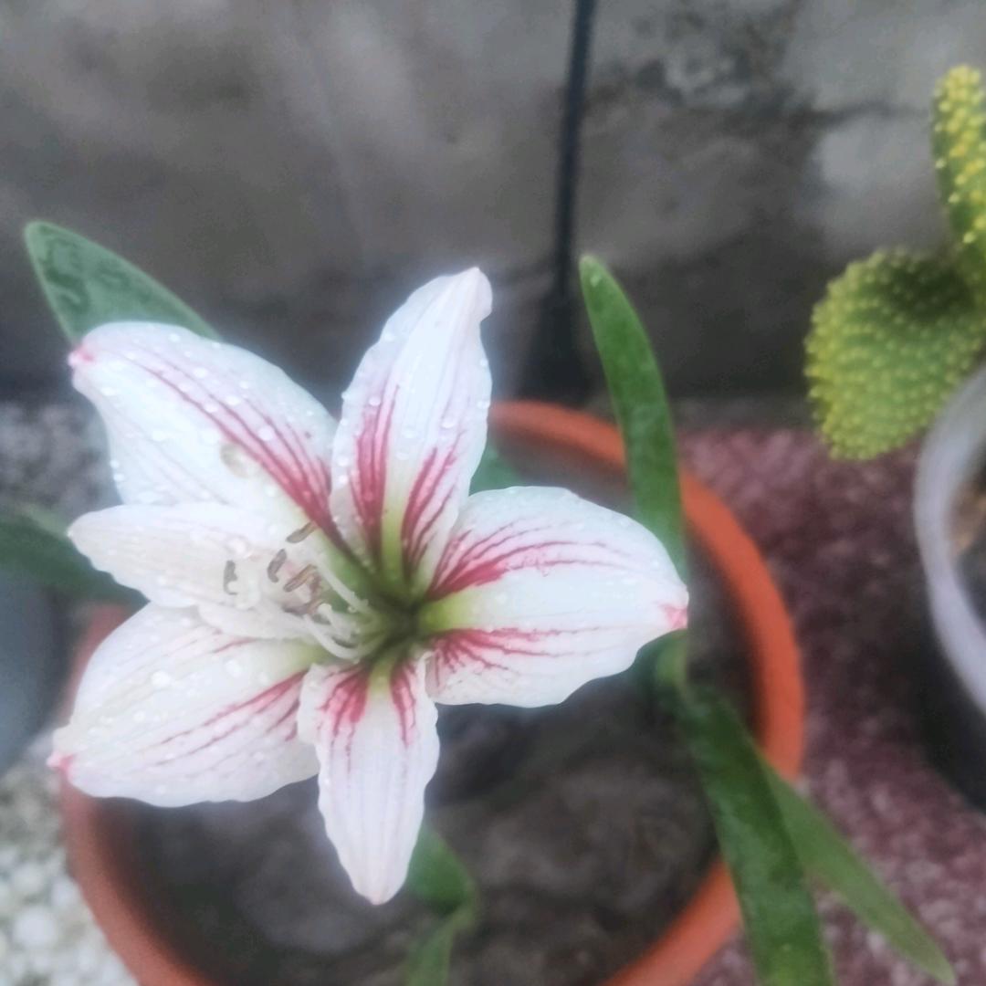 一帆风顺