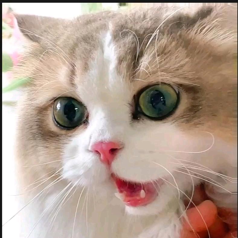 小鱼干带了没