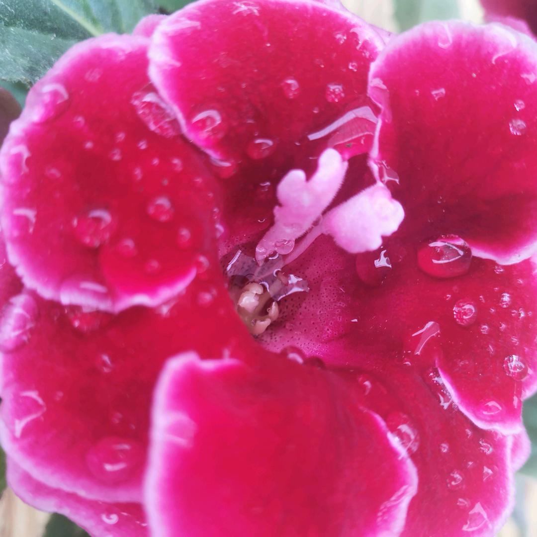 棉花糖