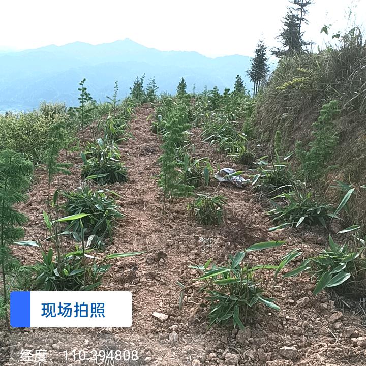 杨龙金
