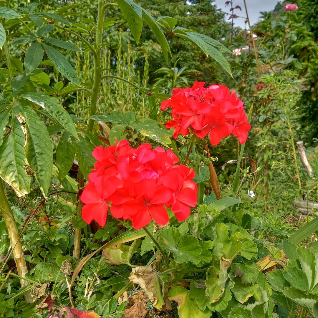 tu梦想