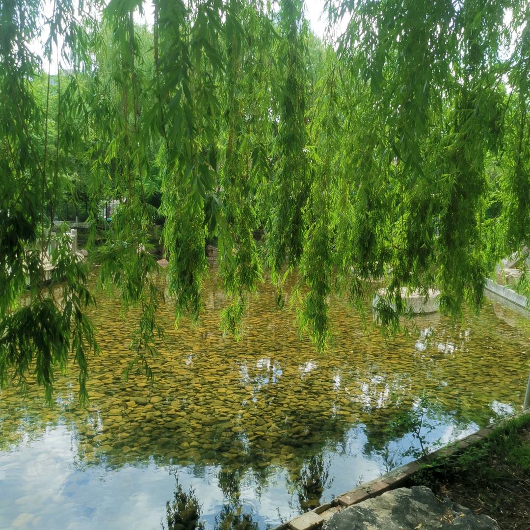 露易丝