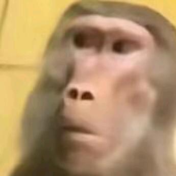 西伯利亚母蟑螂