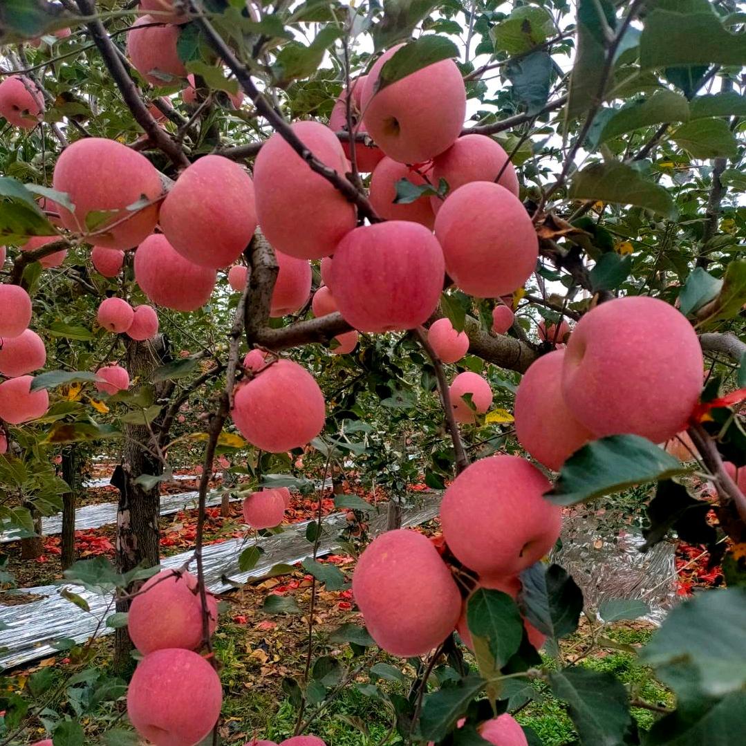 老三果蔬代购