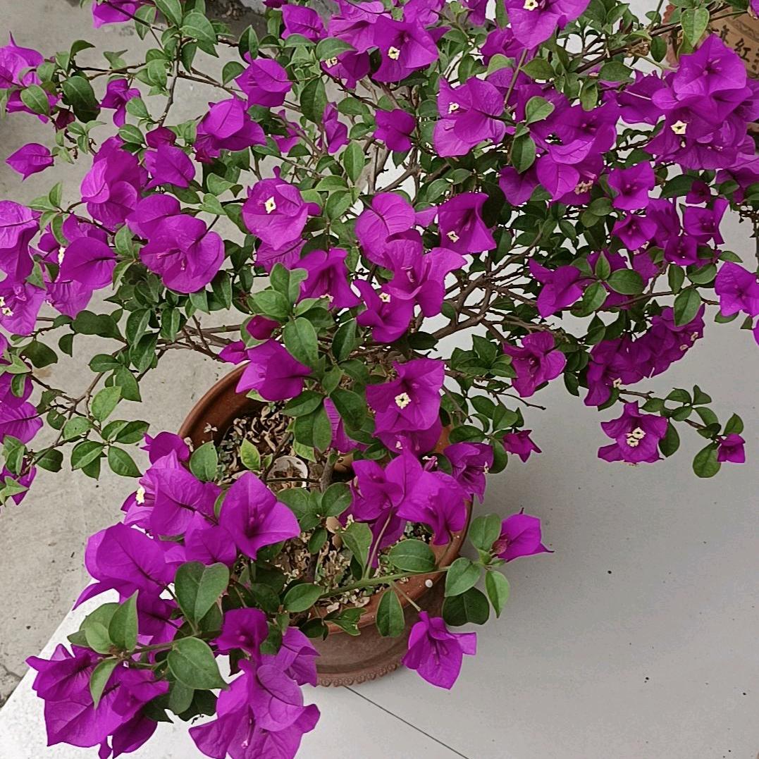 好人一生平安。