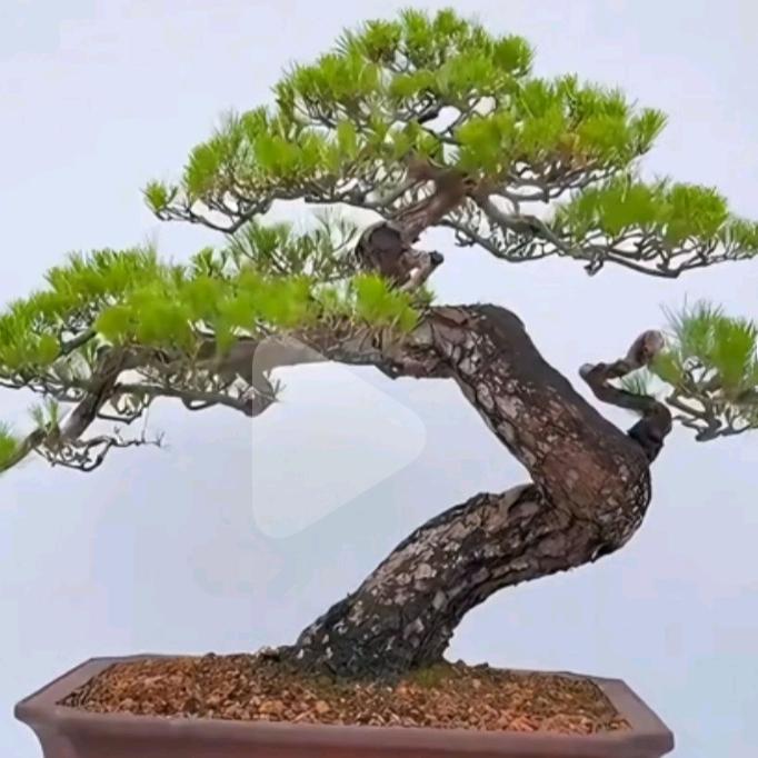 然艺花木盆景