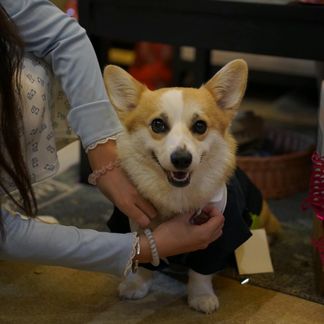 富贵是个小短腿