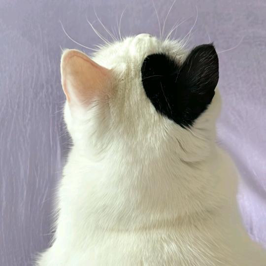 ½丶🖤
