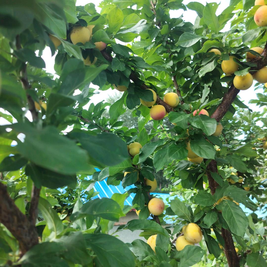 自家种大米《敏姐》